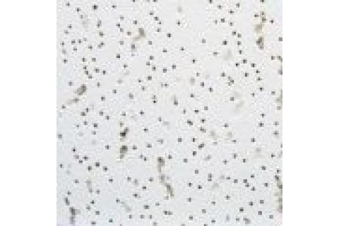 Armstrong Tatra 1 м?